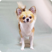 子犬